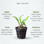 Dendrobium Orchid Plant Sapling (1pc)