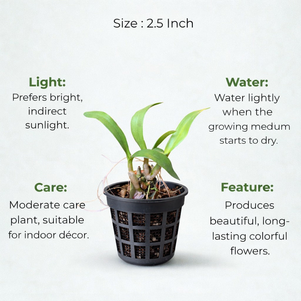 Dendrobium Orchid Plant Sapling (1pc)
