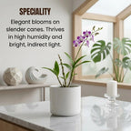 Dendrobium Orchid Plant Sapling (1pc)