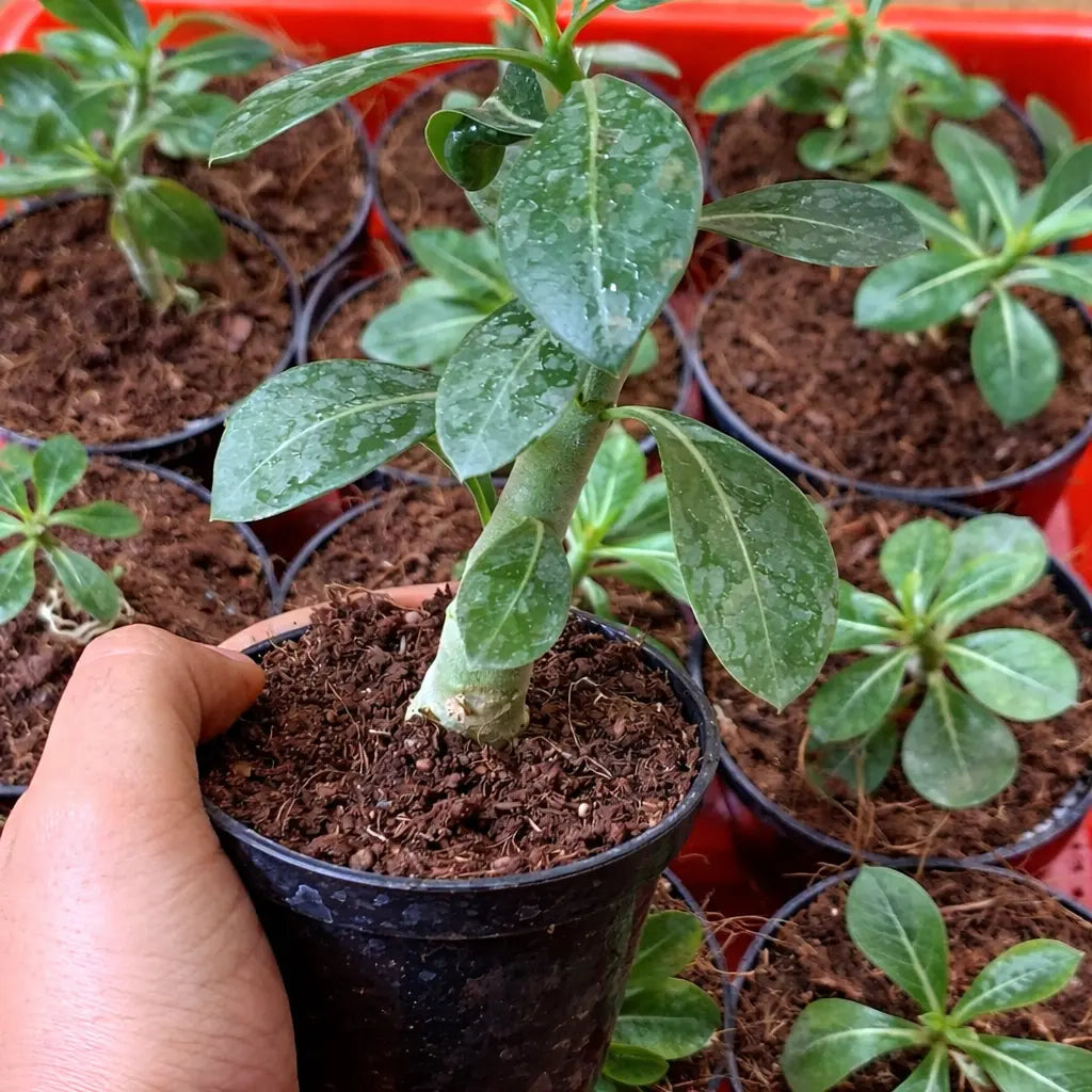 Desert Rose Adenium Plant Sapling (1pc)