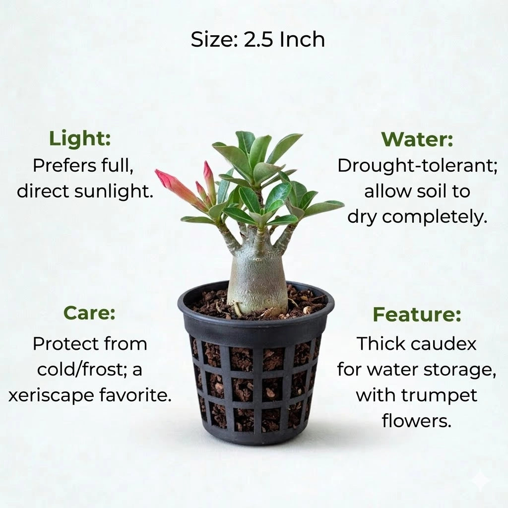 Desert Rose Adenium Plant Sapling (1pc)