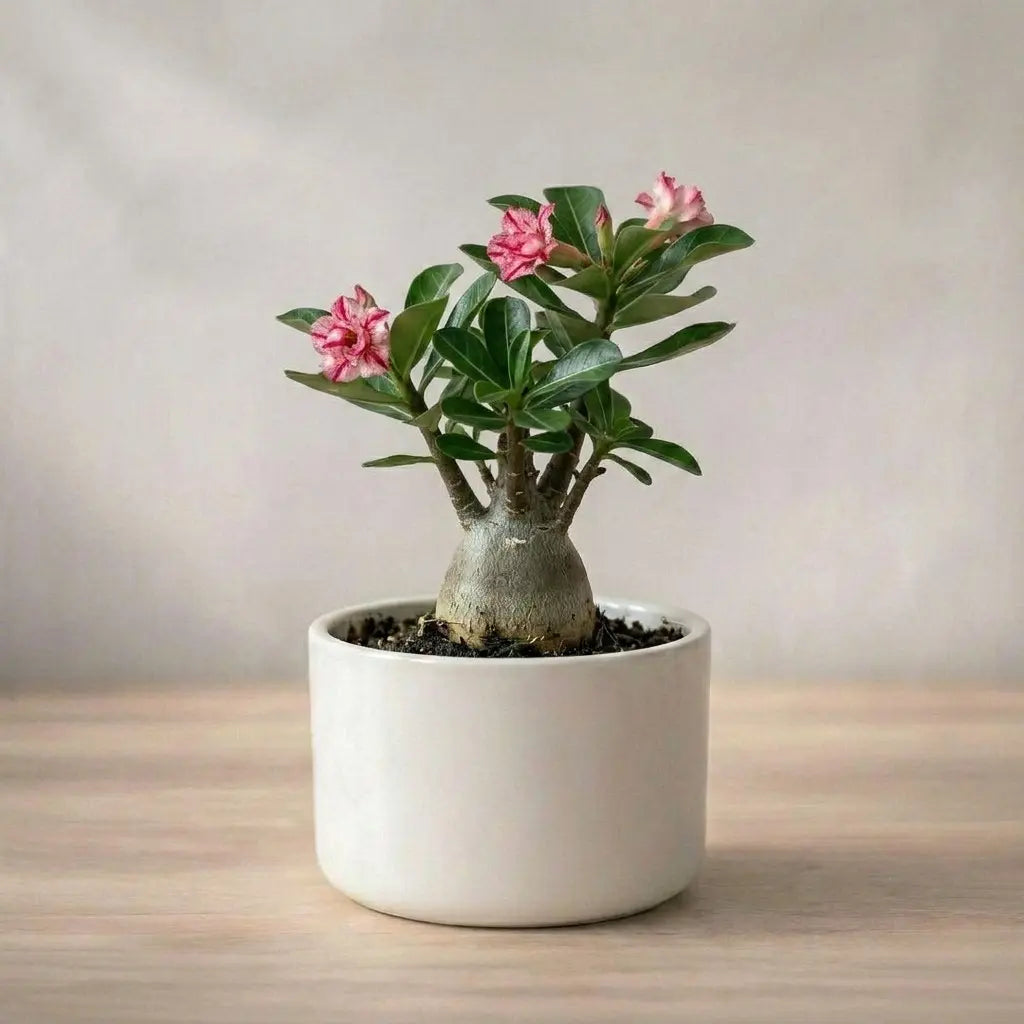 Desert Rose Adenium Plant Sapling (Pack of 5)