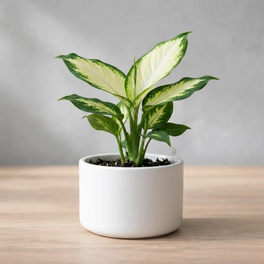 Dieffenbachia Camille Plant Sapling (1pc)