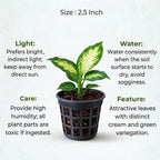 Dieffenbachia Camille Plant Sapling (1pc)