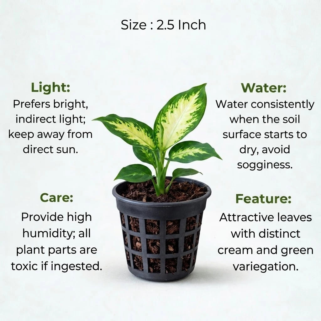 Dieffenbachia Camille Plant Sapling (1pc)