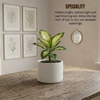 Dieffenbachia Camille Plant Sapling (1pc)