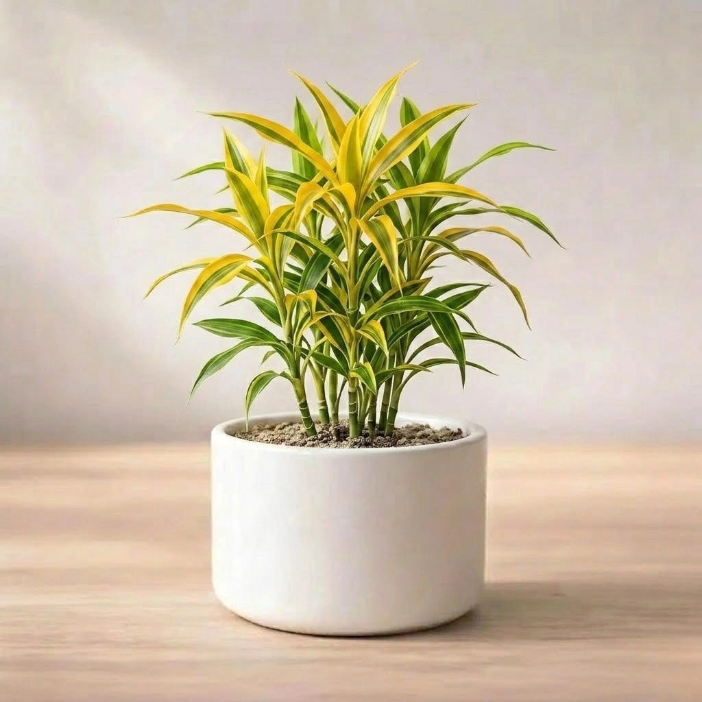 Dracaena Golden Dragon Plant Sapling (1pc)