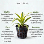 Dracaena Golden Dragon Plant Sapling (1pc)