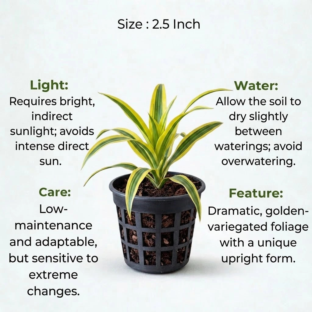 Dracaena Golden Dragon Plant Sapling (1pc)