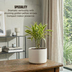 Dracaena Golden Dragon Plant Sapling (1pc)