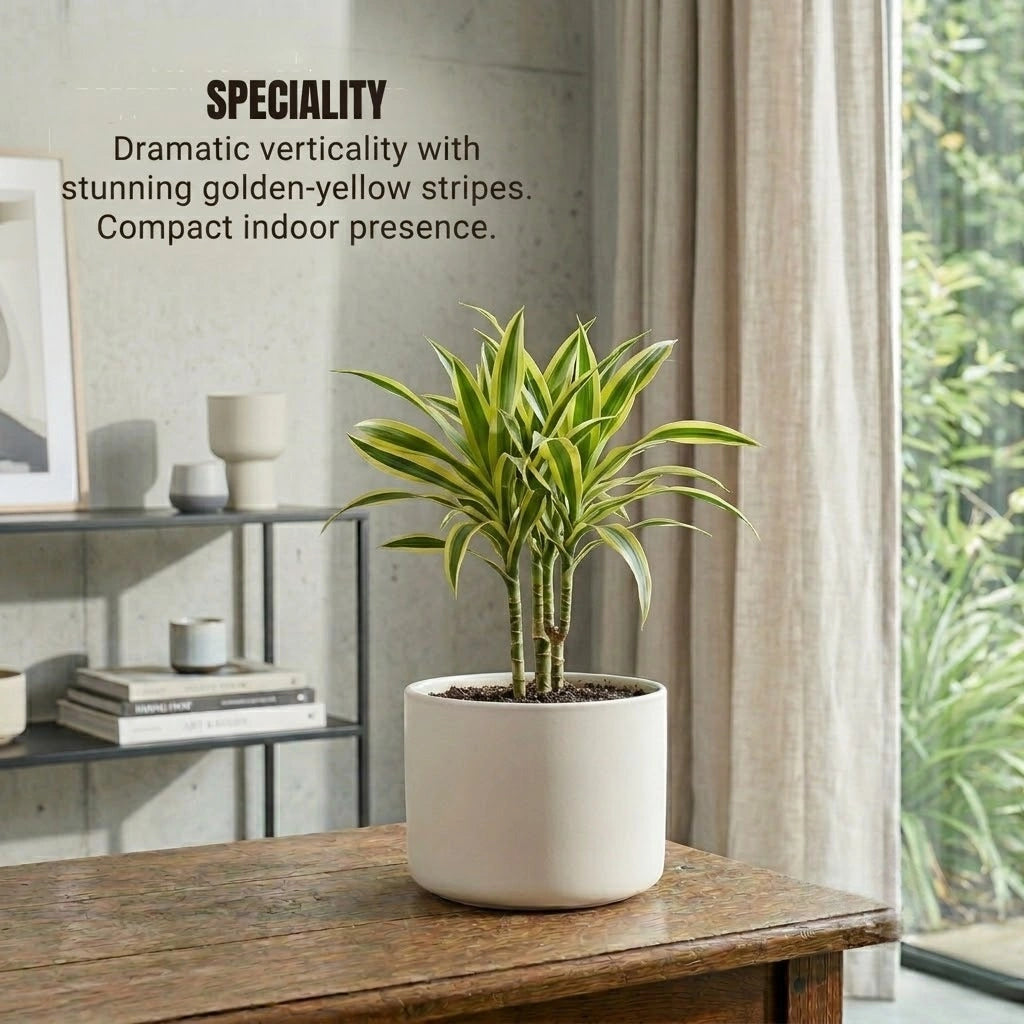 Dracaena Golden Dragon Plant Sapling (1pc)