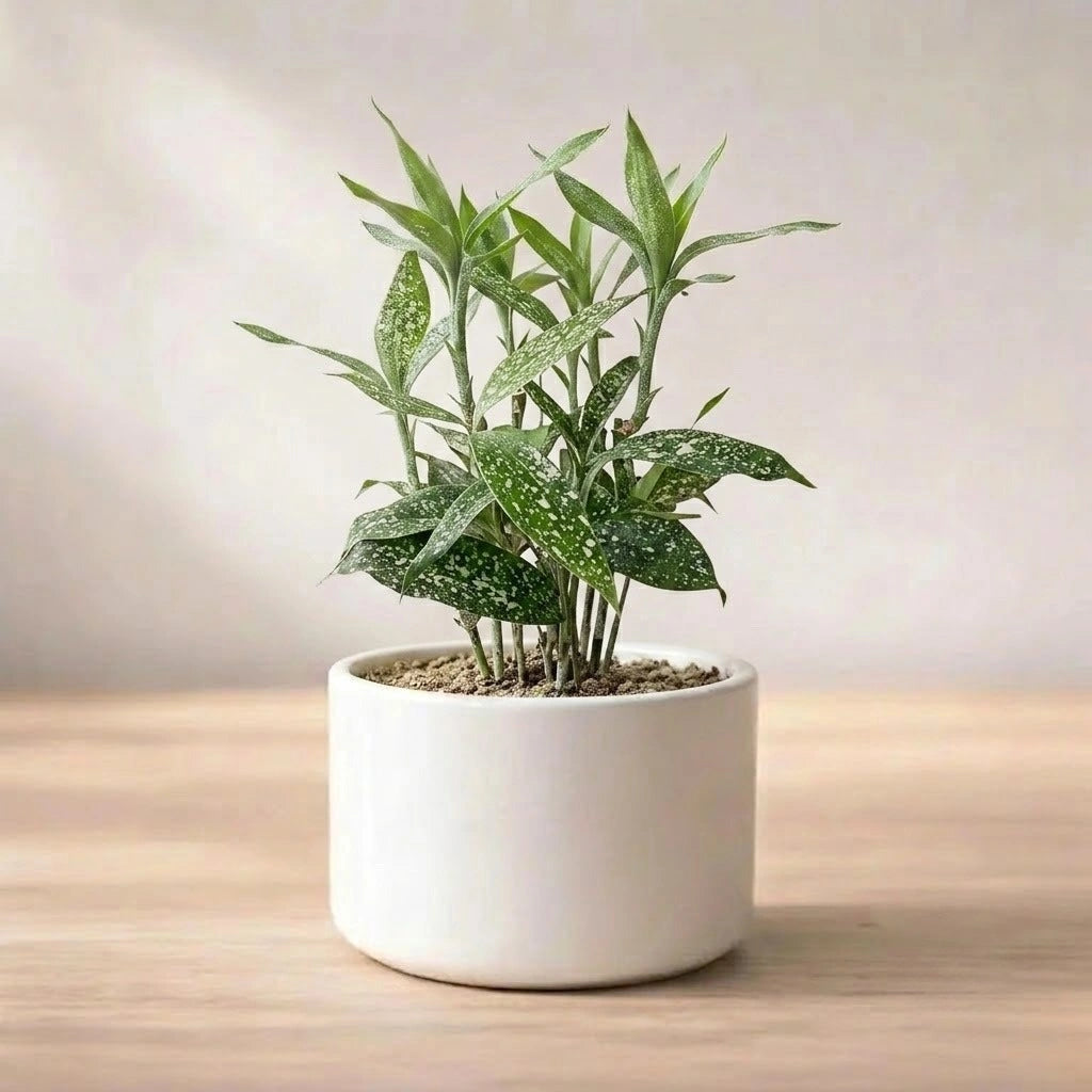 Dracaena Green Dust Plant Sapling(1pc)