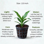 Dracaena Green Dust Plant Sapling(1pc)