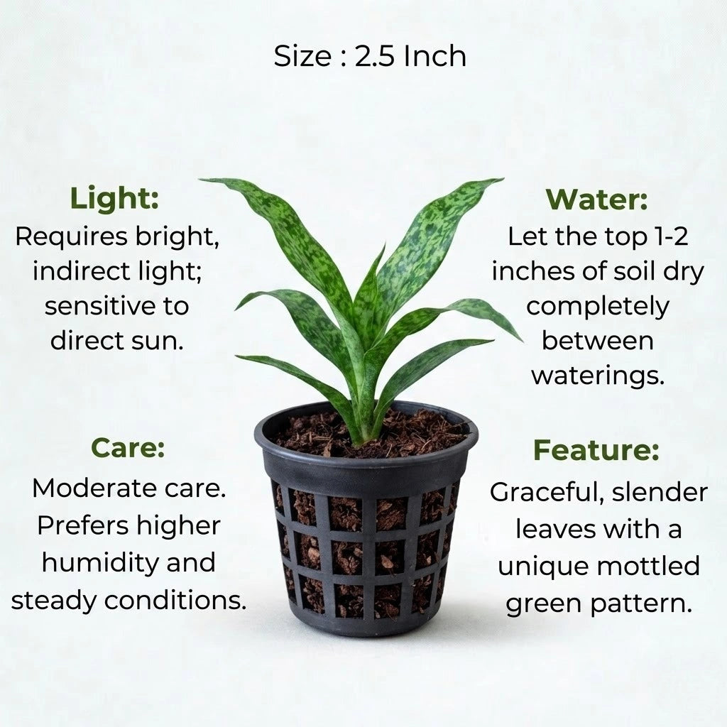 Dracaena Green Dust Plant Sapling(1pc)