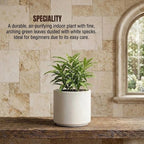 Dracaena Green Dust Plant Sapling(1pc)