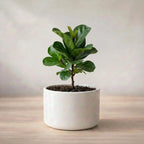 Dwarf Fiddle Leaf Fig Plant Sapling (1pc)