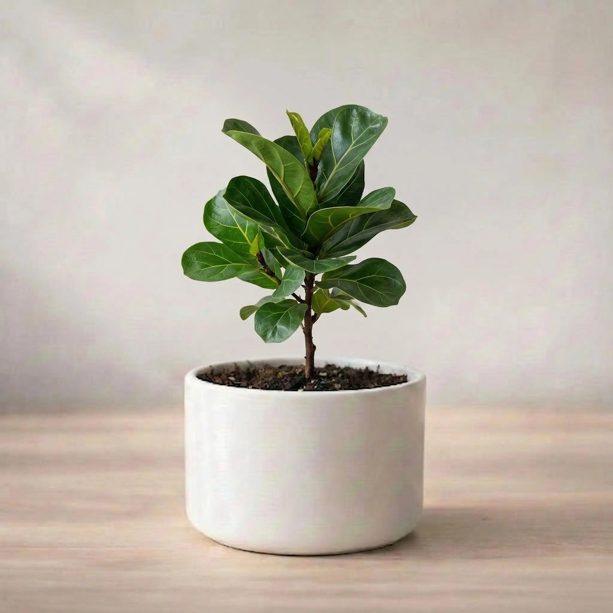 Dwarf Fiddle Leaf Fig Plant Sapling (1pc)