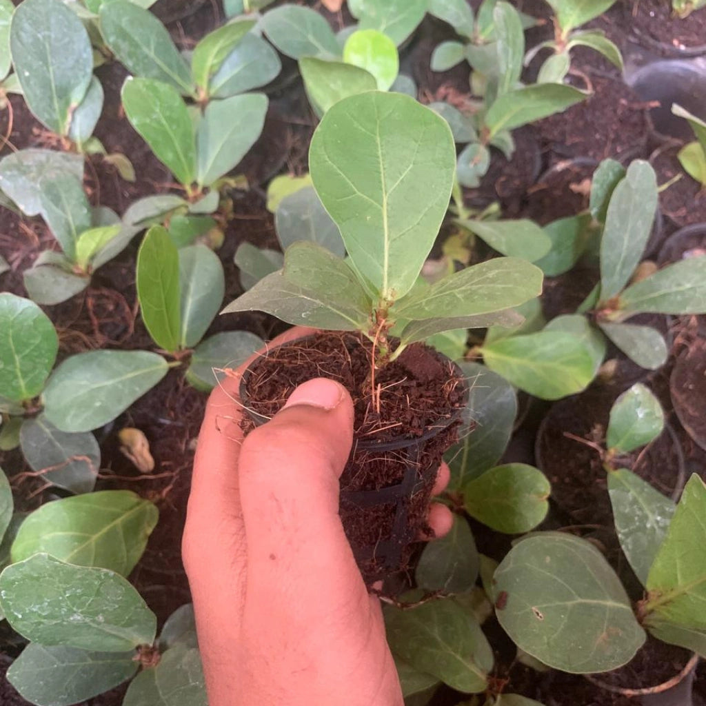Dwarf Fiddle Leaf Fig Plant Sapling (1pc)