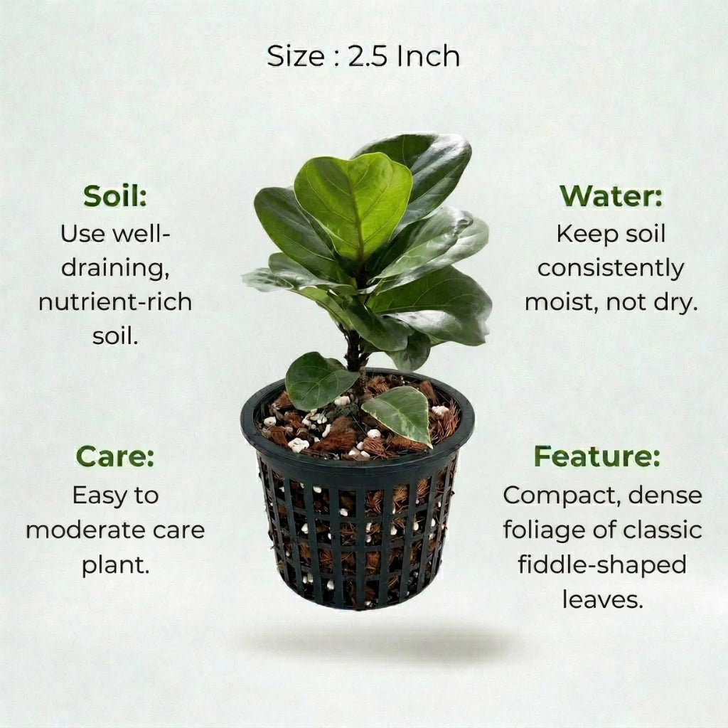 Dwarf Fiddle Leaf Fig Plant Sapling (1pc)