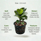 Dwarf Fiddle Leaf Fig Plant Sapling (1pc)