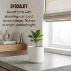Dwarf Fiddle Leaf Fig Plant Sapling (1pc)