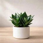 Dwarf Snake Plant(1Pc)