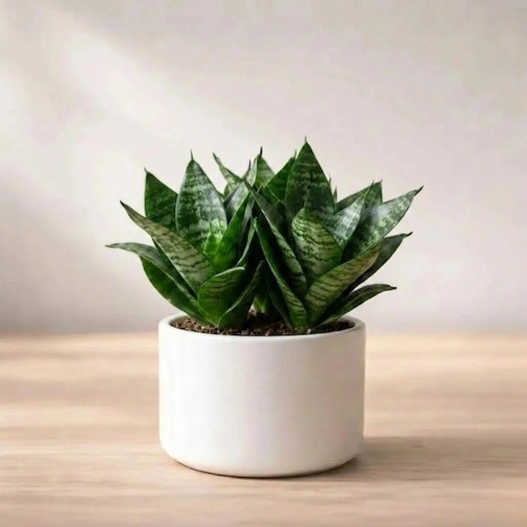 Dwarf Snake Plant(1Pc)