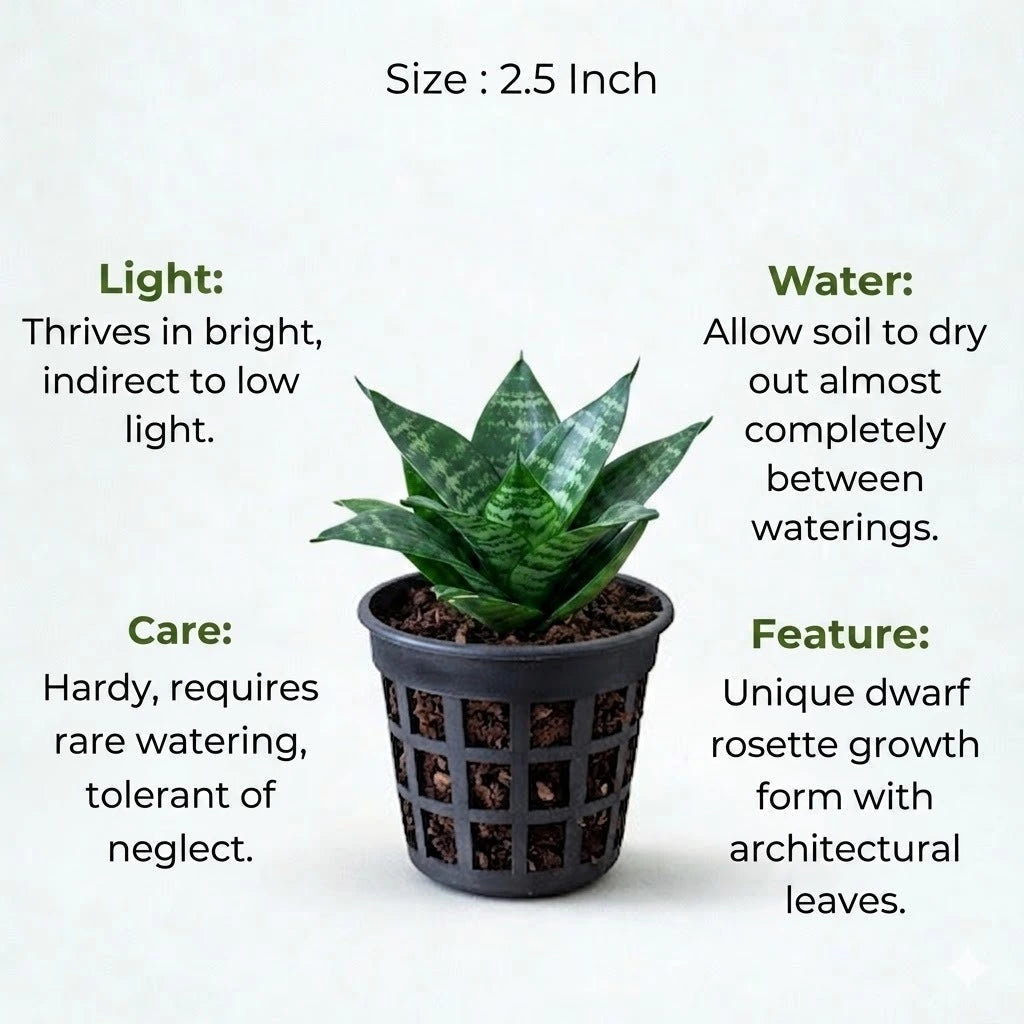 Dwarf Snake Plant(1Pc)