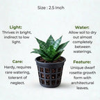 Dwarf Snake Plant(1Pc)