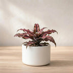 Earth Star Plant Cryptanthus Sapling (1pc)
