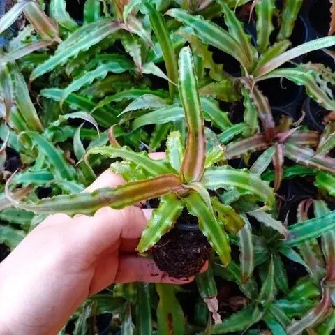Earth Star Plant Cryptanthus Sapling (1pc)