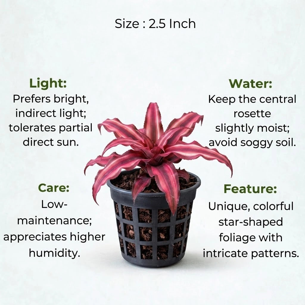 Earth Star Plant Cryptanthus Sapling (1pc)