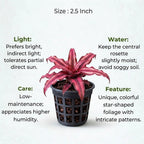 Earth Star Plant Cryptanthus Sapling (1pc)