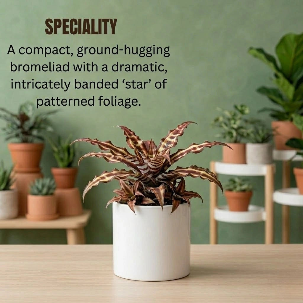 Earth Star Plant Cryptanthus Sapling (1pc)