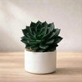 Echeveria Black Prince Plant Sapling (1Pc)