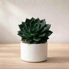 Echeveria Black Prince Plant Sapling (1Pc)