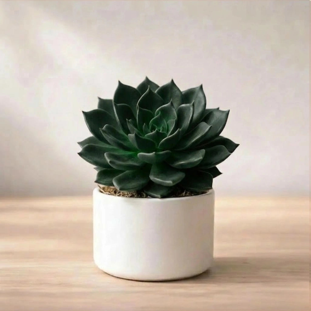 Echeveria Black Prince Plant Sapling (1Pc)