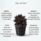 Echeveria Black Prince Plant Sapling (1Pc)