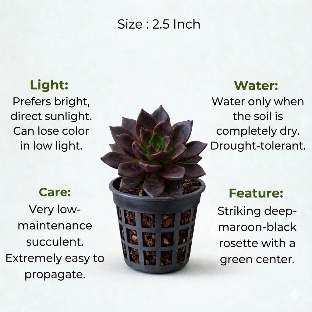 Echeveria Black Prince Plant Sapling (1Pc)