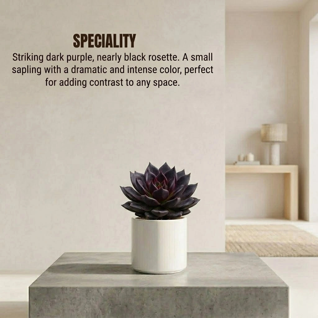 Echeveria Black Prince Plant Sapling (1Pc)