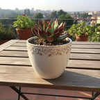 Echeveria Rubra Succulent Plant Sapling (1Pc)