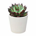 Echeveria Rubra Succulent Plant Sapling (1Pc)