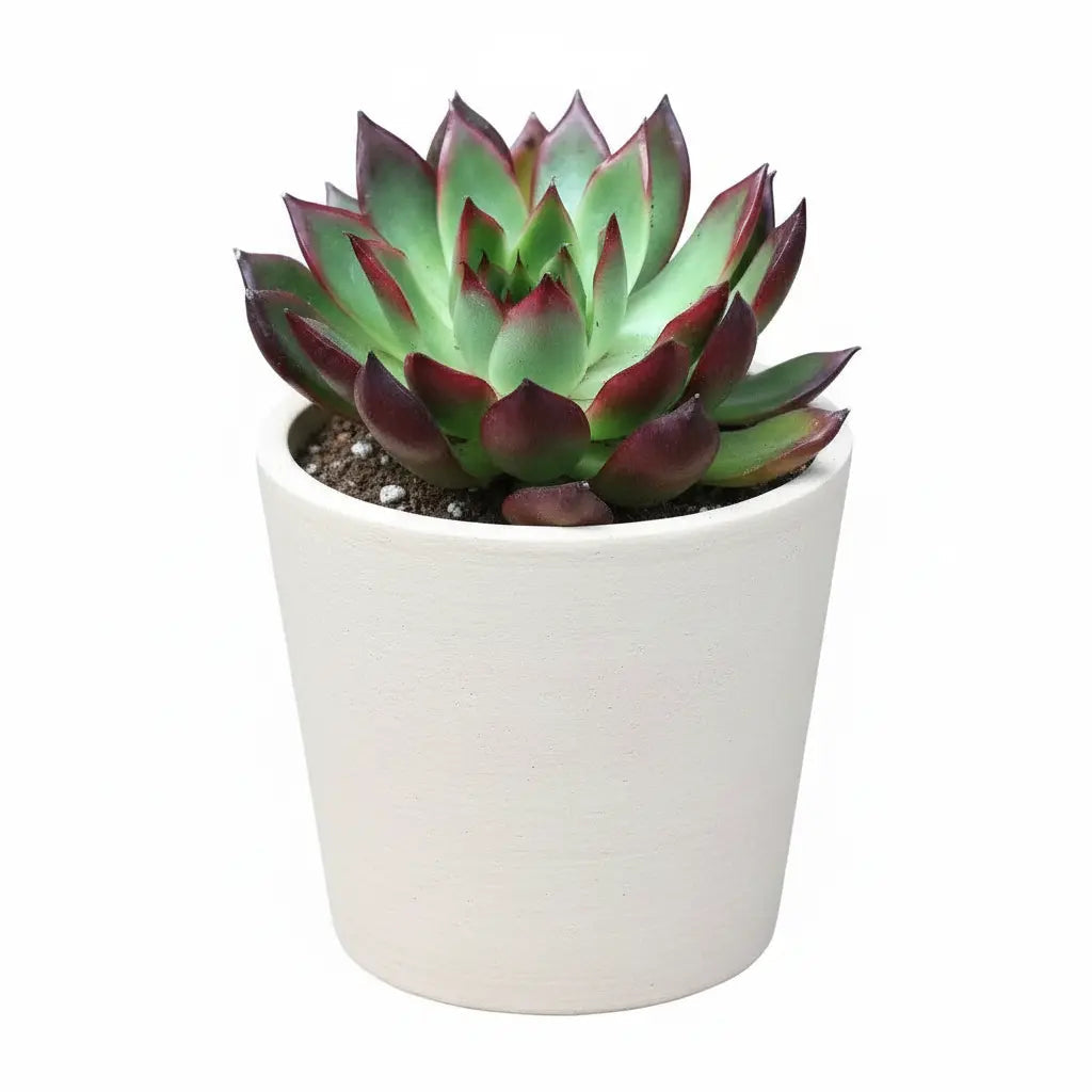 Echeveria Rubra Succulent Plant Sapling (1Pc)