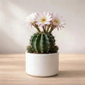 Echinopsis oxygona plant (1pc)