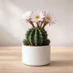 Echinopsis oxygona plant (1pc)
