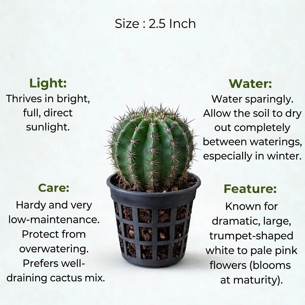 Echinopsis oxygona plant (1pc)