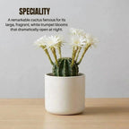 Echinopsis oxygona plant (1pc)