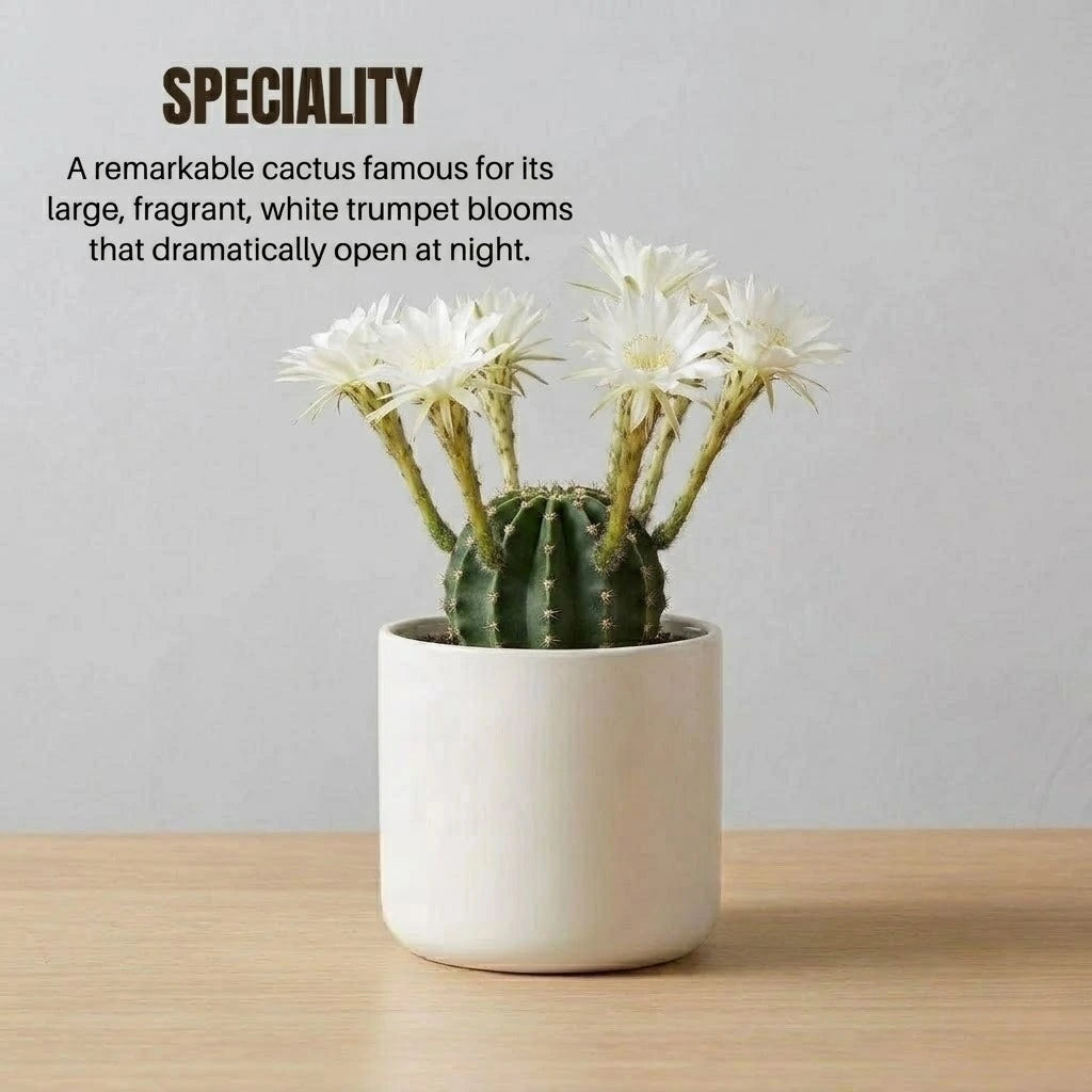 Echinopsis oxygona plant (1pc)