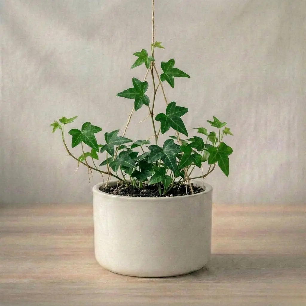 English Ivy Plant Sapling (1pc)