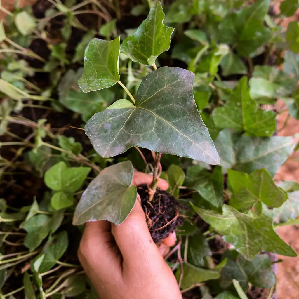 English Ivy Plant Sapling (1pc)